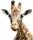 Giraff - bild 2