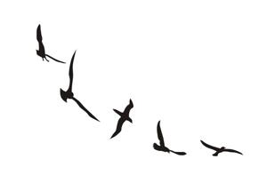 Väggdekor - Djur - Flygande fåglar
