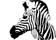 Design Zebra - bild 1